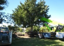 Kwikfynd Tree Management Services
kentlyn