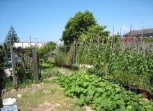 Kwikfynd Vegetable Gardens
kentlyn